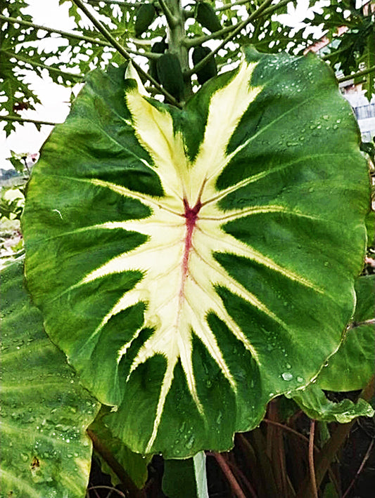 Colocasia Yellow River