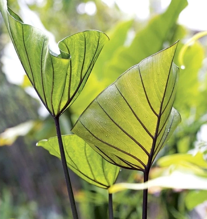 Colocasia Coffee Cup