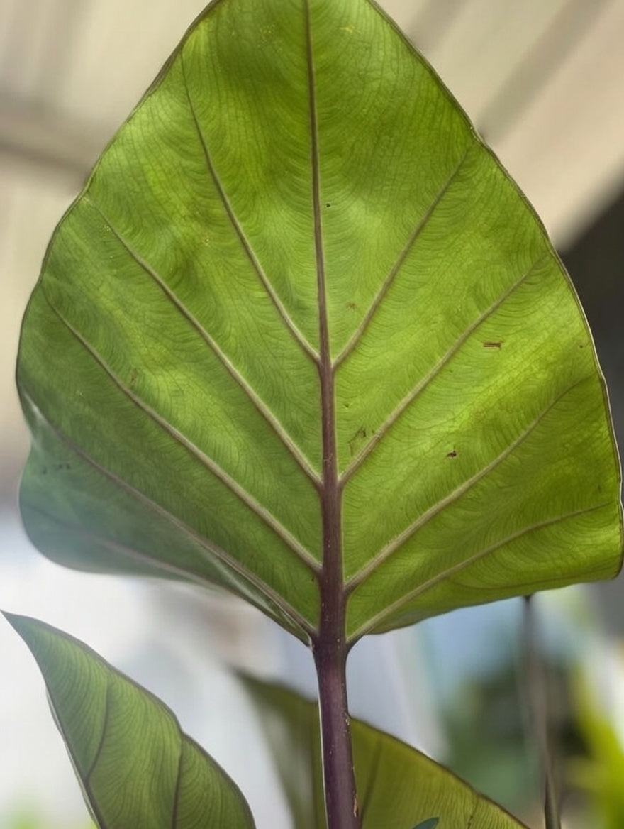 Colocasia Coffee Cup