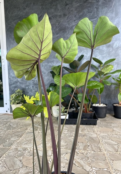 Colocasia Coffee Cup