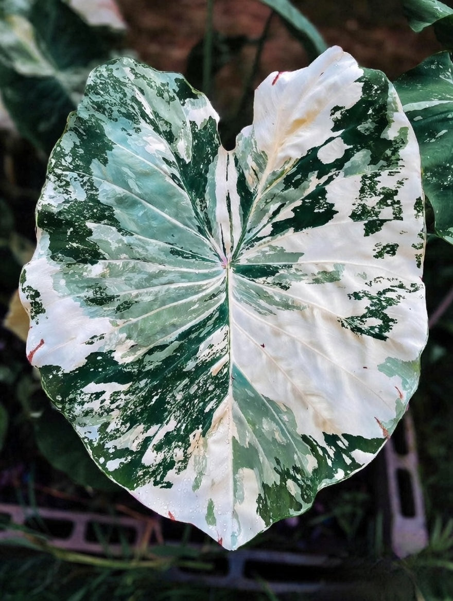 Colocasia White Tiger