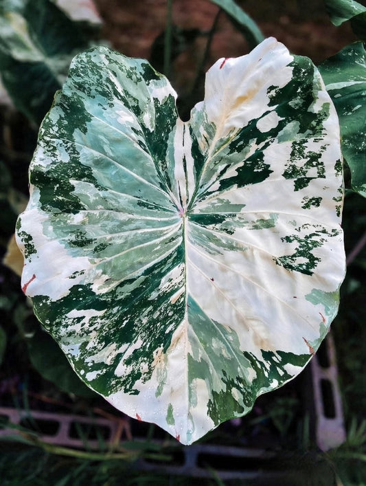 Colocasia White Tiger
