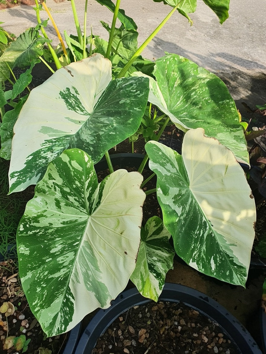 Colocasia White Tiger