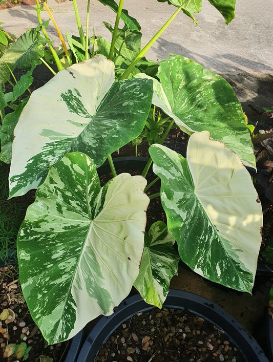 Colocasia White Tiger