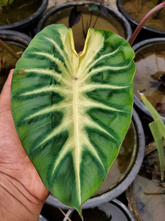 Colocasia Maui Sunrise