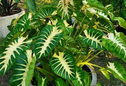 Colocasia Maui Sunrise