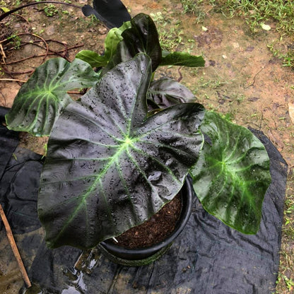 Colocasia Aloha