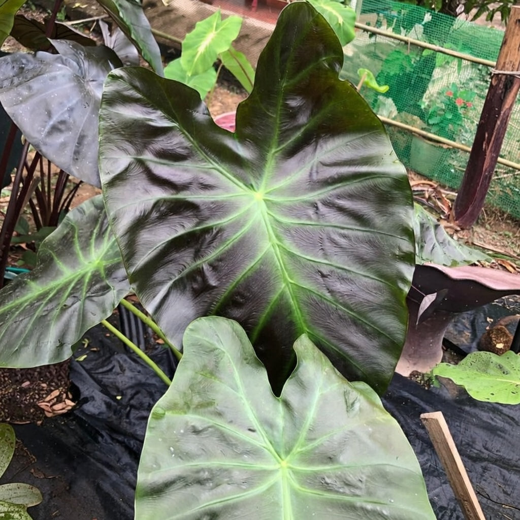 Colocasia Aloha