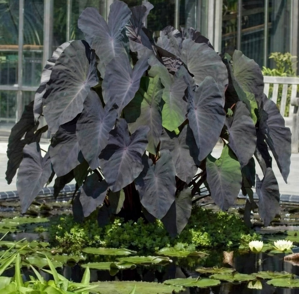 Colocasia Black Magic