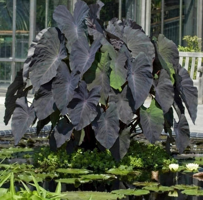 Colocasia Black Magic