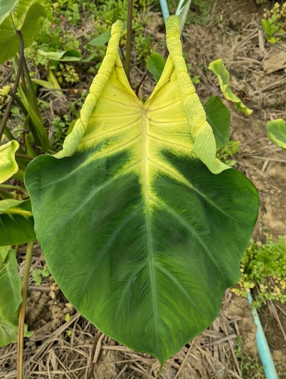 Colocasia G-String