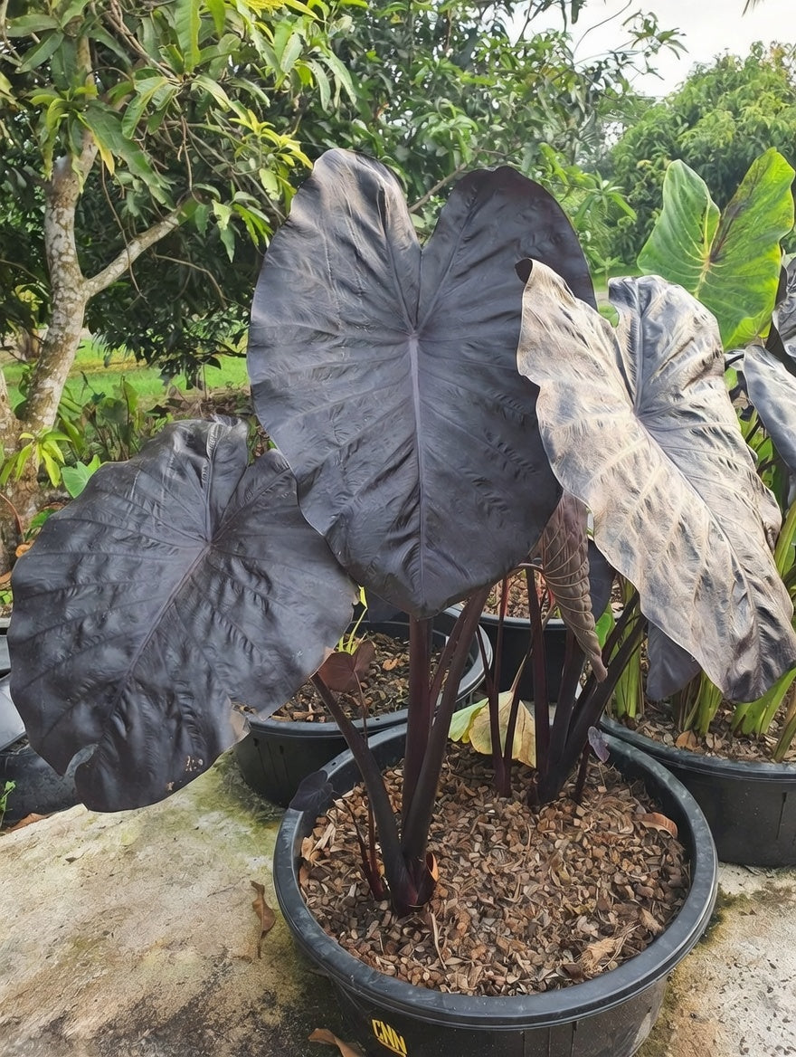 Colocasia Black Sapphire