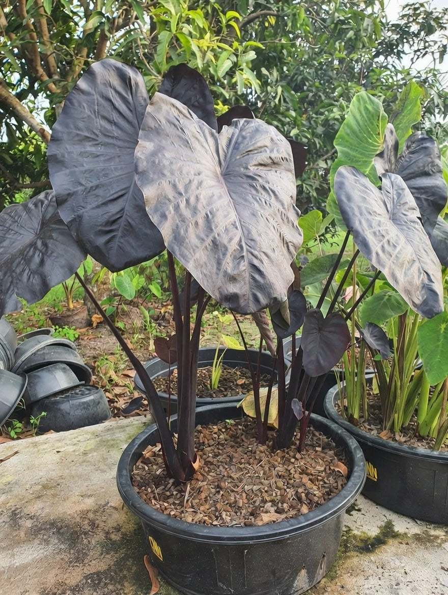 Colocasia Black Sapphire