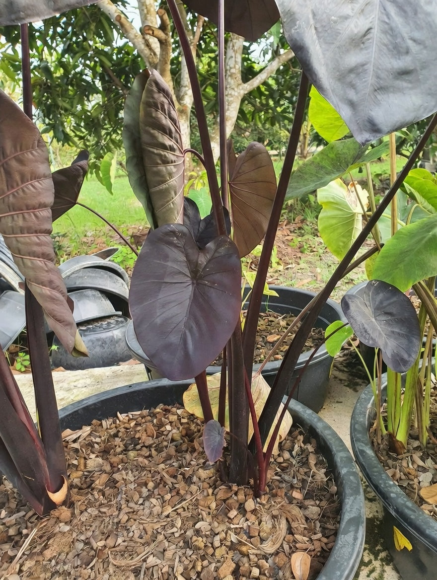 Colocasia Black Sapphire