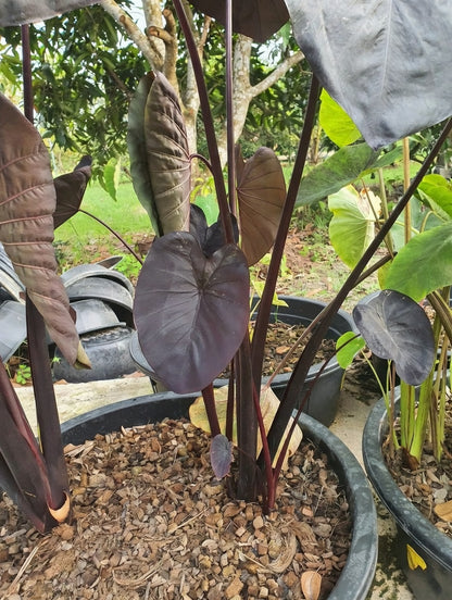 Colocasia Black Sapphire