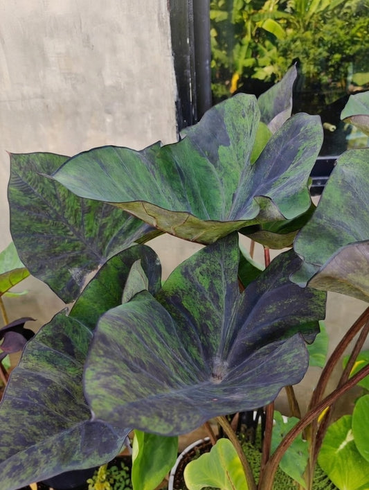 Colocasia Magic Cup