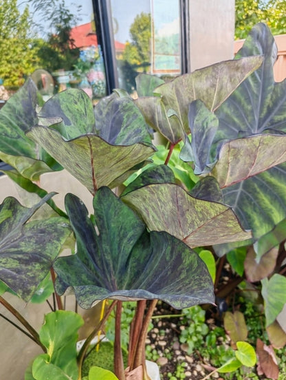 Colocasia Magic Cup