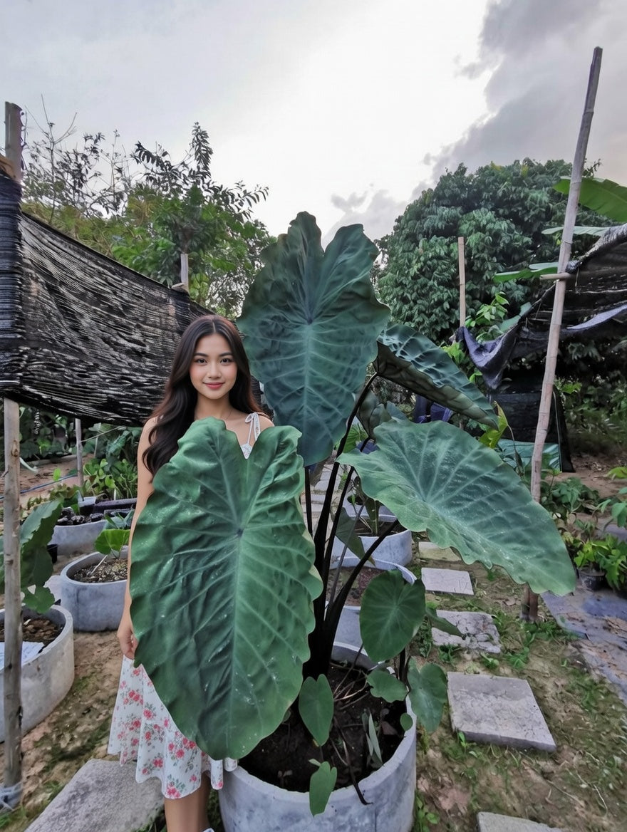 Colocasia Crocodile Leather