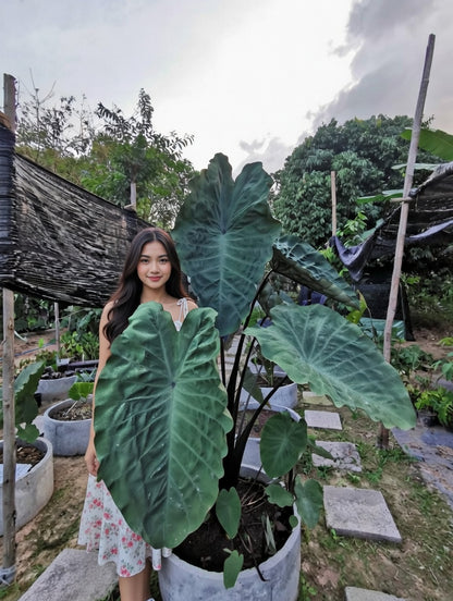 Colocasia Crocodile Leather