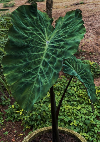 Colocasia Crocodile Leather
