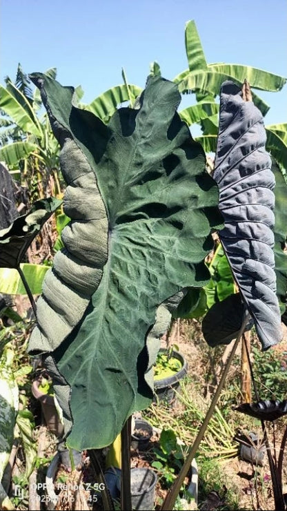 Colocasia Crocodile Leather