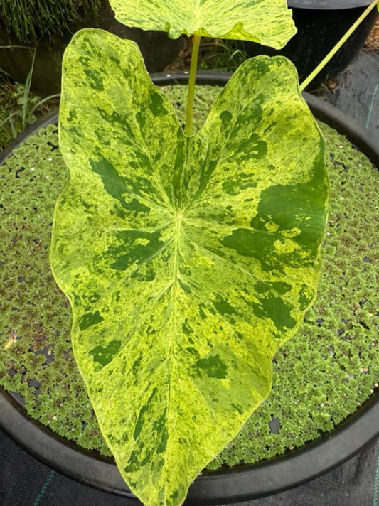 Colocasia Pha Nam Thip
