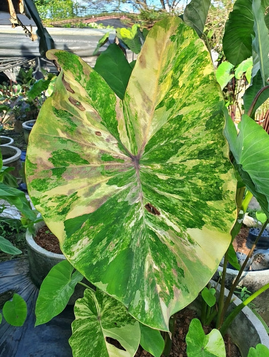 Colocasia Phet Sam Yot