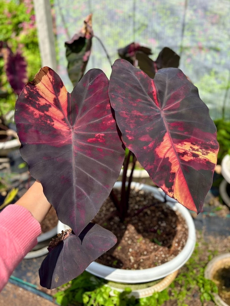 Two Colocasia Fire Fairy leaves showing consistent pink and orange fire-toned blotching over dark foliage
