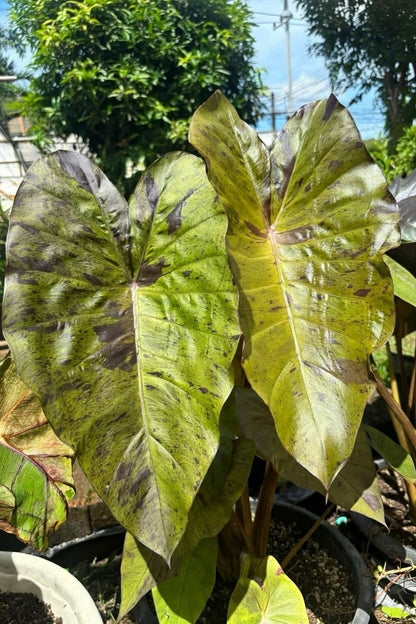 Colocasia Cheetah