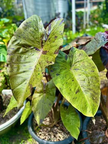 Colocasia Cheetah