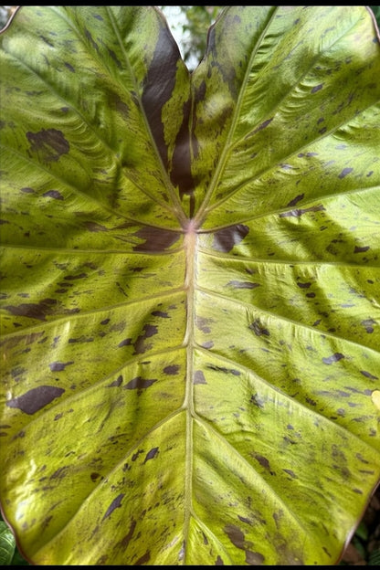 Colocasia Cheetah