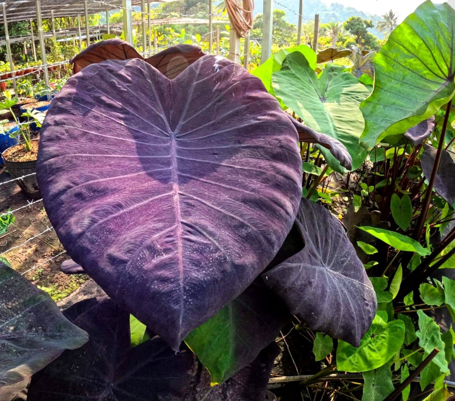 Colocasia Violet Heart