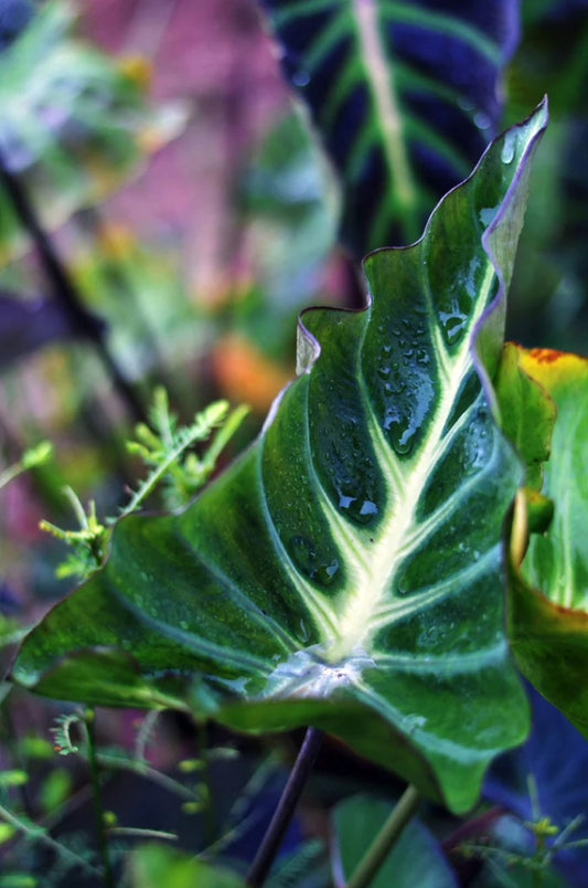 Colocasia King of Cup