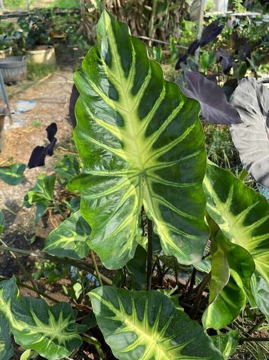 Colocasia King of Cup