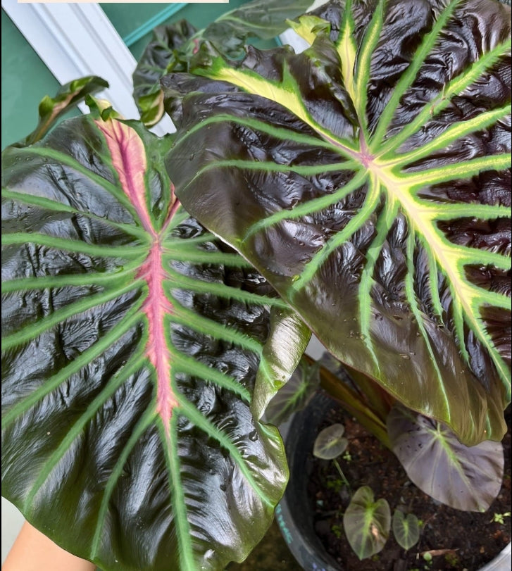Colocasia Itim Kratii