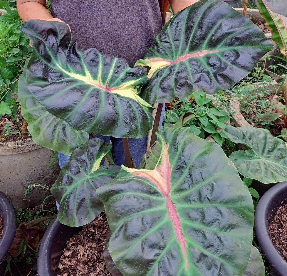 Colocasia Itim Kratii