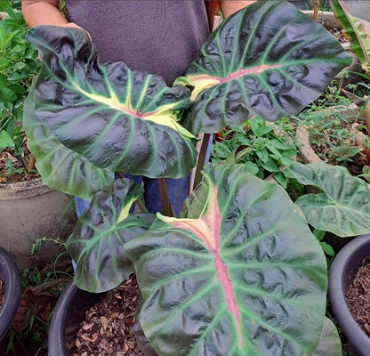 Colocasia Itim Kratii