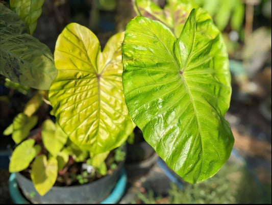 Colocasia Oriole