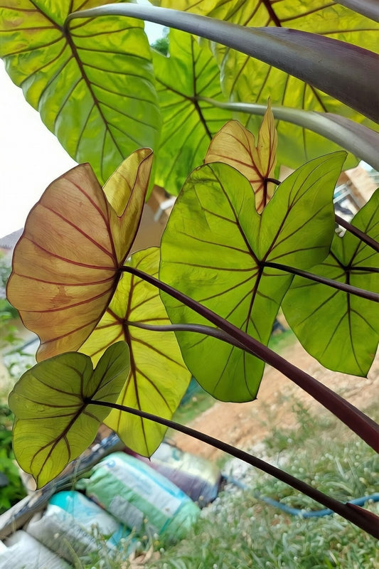 Colocasia Oriole