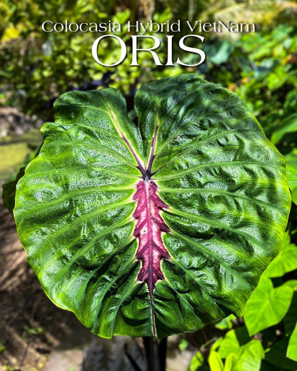 Colocasia Oris