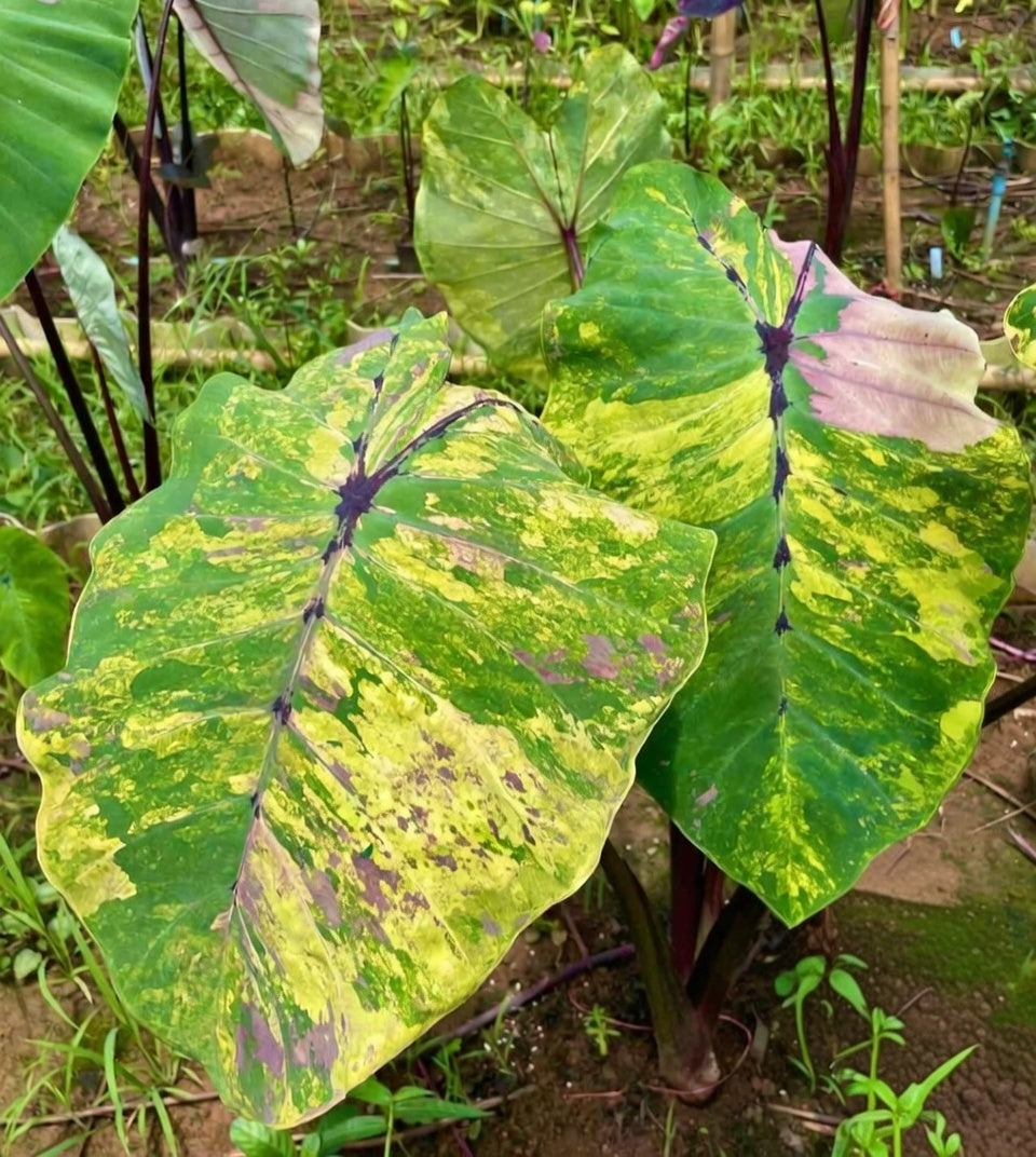 Colocasia Pop Rock Iris