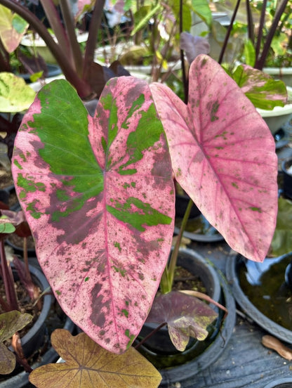 Colocasia Twin Secrets