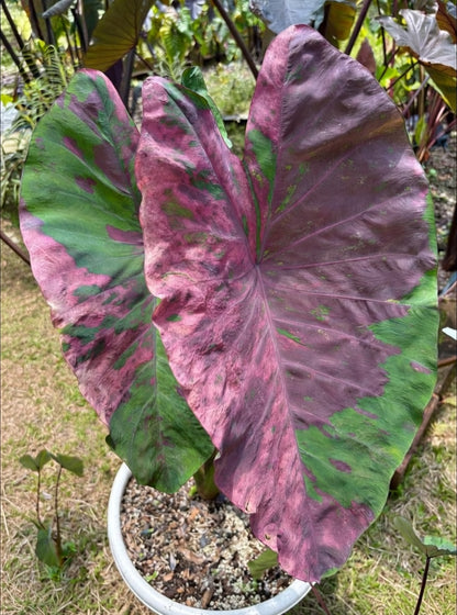 Colocasia Twin Secrets