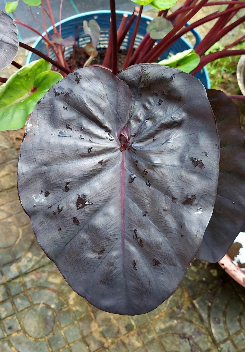 Colocasia Begona