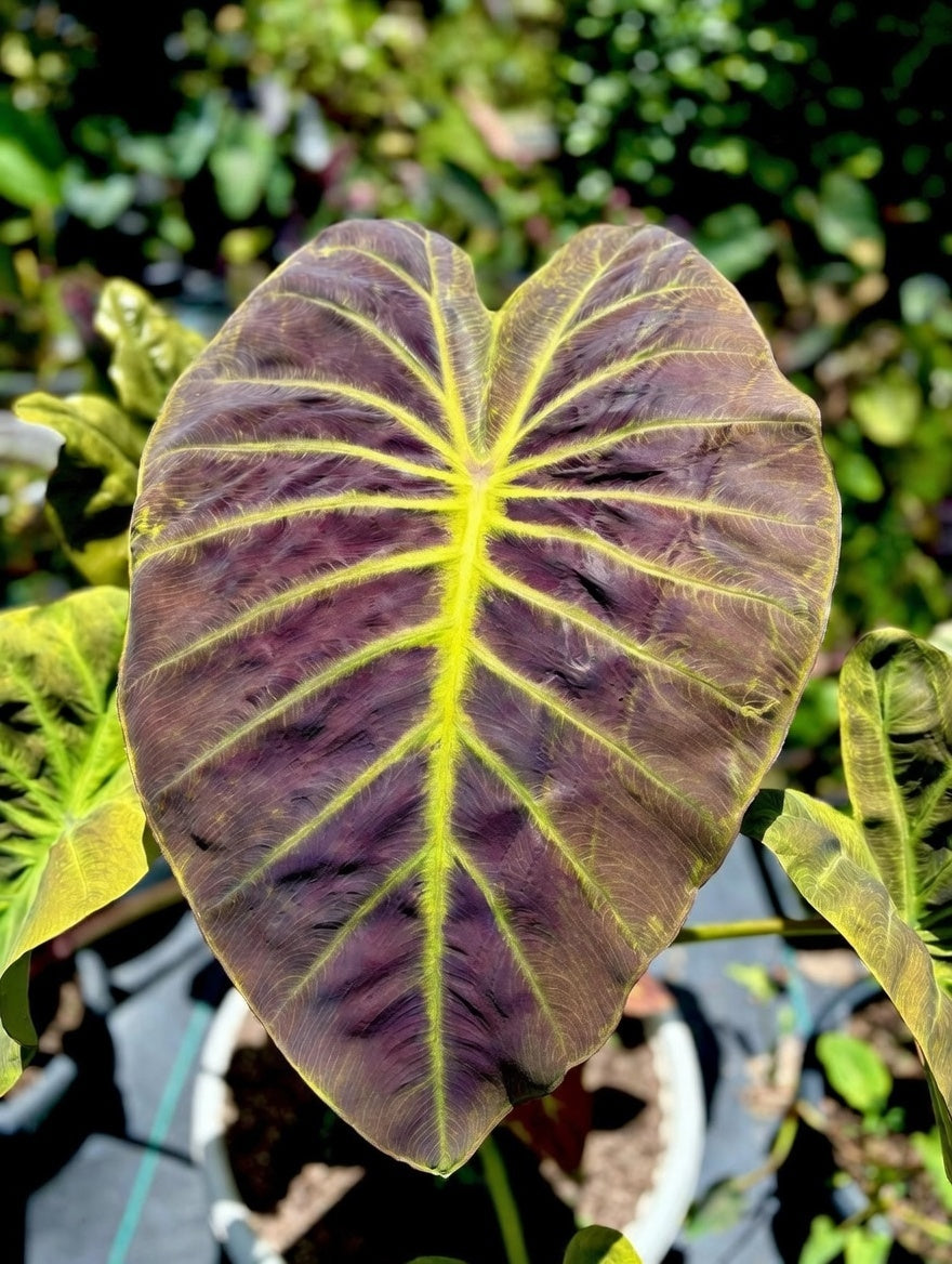 Colocasia Solar Shield