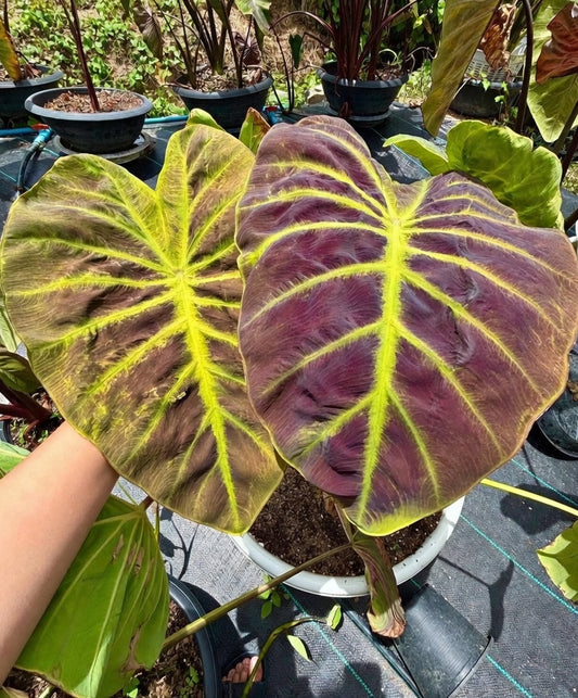 Colocasia Solar Shield