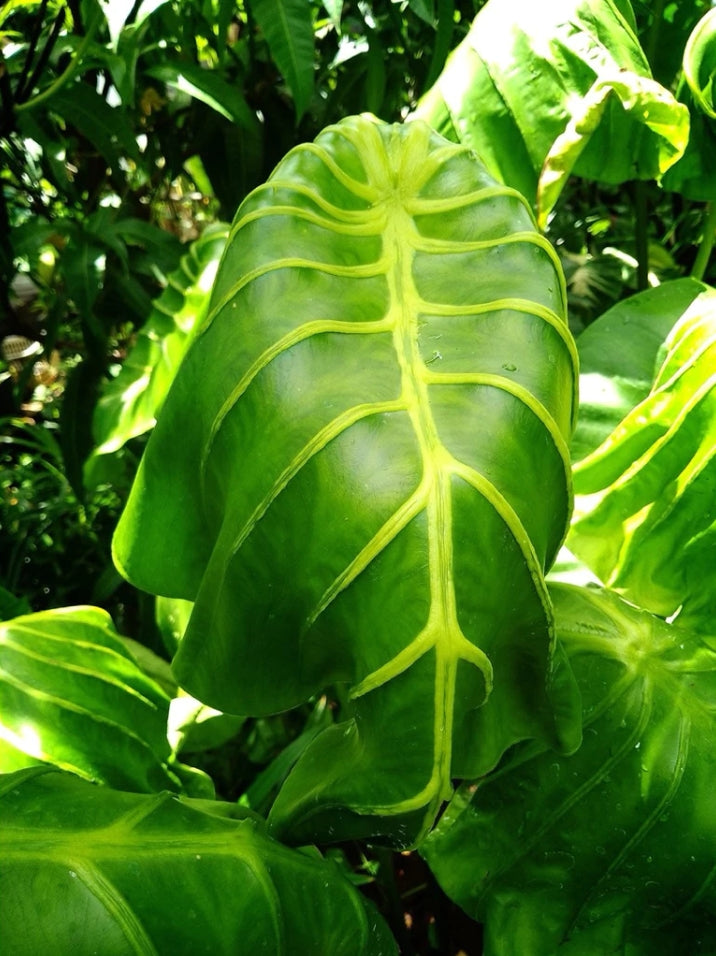 Colocasia Golden Elephant Mask