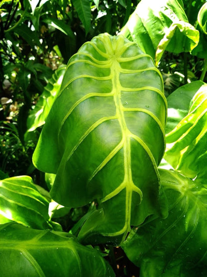 Colocasia Golden Elephant Mask