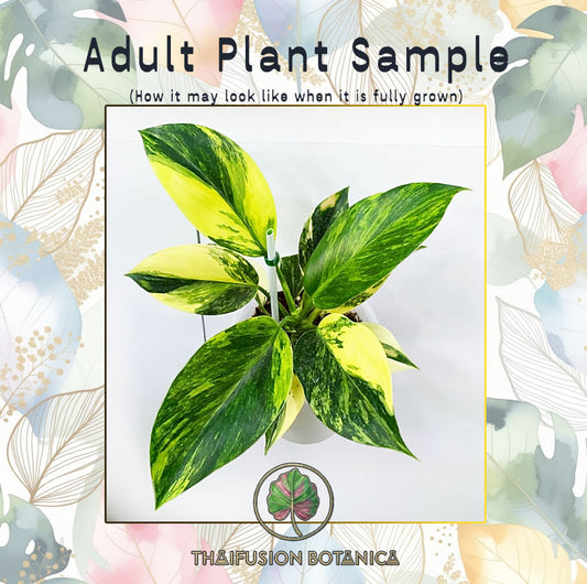 Philodendron Birkin Aurea Variegated