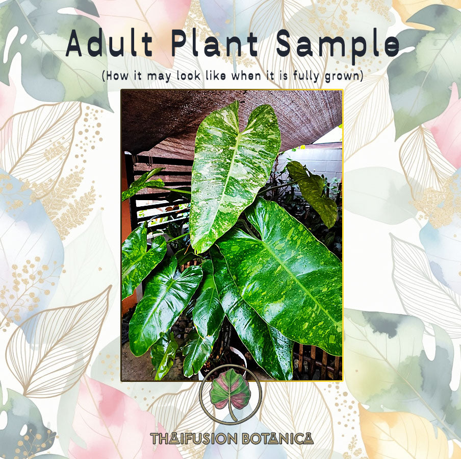 Philodendron Jose Buono Variegated